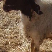 شک ورن سنجابی اصیل|حیوانات مزرعه|سرپل ذهاب, |دیوار