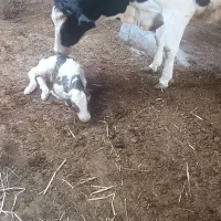 گاو شیری|حیوانات مزرعه|طاغنکوه, |دیوار