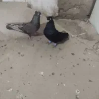 کبوتر|پرنده|میاندوآب, |دیوار