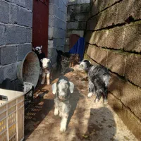 تعدادی بزغاله شیر خوار