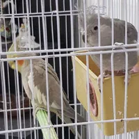 عروس هلندی|پرنده|قم, هنرستان|دیوار