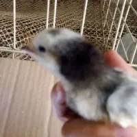 جوجه براکل سیلور و لاکنولدر و تخم براکل سیلور