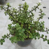 گل های اپارتمانی حسن یوسف مرجان برگ انجیری|گل و گیاه طبیعی|قم, نیروگاه|دیوار