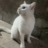 گربه برتیش واگذاری