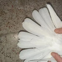 کفتر مقلوف طوقی و سرخ|پرنده|قم, باغ شریفی|دیوار