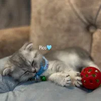 فروش گربه اسکاتیش فقط به خانواده دلسوز