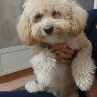 ی قلاده سگ.  پودل اصل