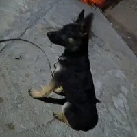 سگ ژرمن ماده|سگ|بم, |دیوار