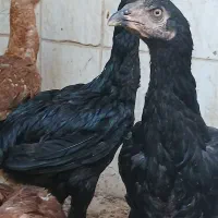مرغ محلی و جوجه لاری و جوجه گلین و تخم مرغ محلی