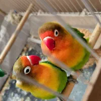 جفت کوتوله برزیلی مولد با لوازم