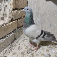 دم سفید کرمونی و کرواتی و مینا زرد
