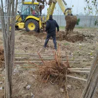 فروش نهال صنوبر