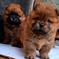 توله چاو چاو اصیل