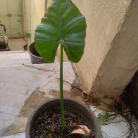 گل باباآدم|گل و گیاه طبیعی|قم, در بهشت|دیوار