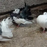 کبوتر دم چتری نر فقط|پرنده|لنگرود, |دیوار