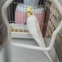 عروس هلندی نیمه اهلی