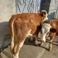 گوساله ماده