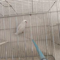 طوطی برزیلی مولد|پرنده|ملکان, |دیوار