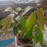 انبه