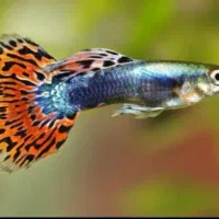 گوپی مولی پلاتی آنجل زبرا کالرنعون لجن خارآکواریوم|ماهی|تهران, امام زاده حسن|دیوار