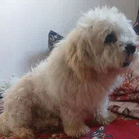 سگ اهلی وخانگی