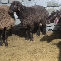 بره قوچ همو