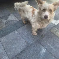 سگه|سگ|مشهد, فدک|دیوار