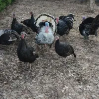 بوقلمون|حیوانات مزرعه|مشهد, شهرک ابوذر|دیوار