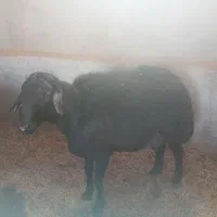 بره قوچ قره قزل