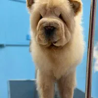 چاوچاو سفید اصیل ازمادر وارداتی پدر حرفه ای|سگ|کرمان, |دیوار