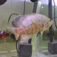 فروش ۳ عدد ماهی اسکار|ماهی|لاهیجان, کوه بیجار|دیوار