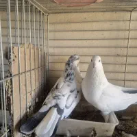 کبوتر پرشی تیرماهی|پرنده|خمینیشهر, |دیوار