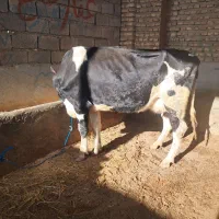 گاو شیری|حیوانات مزرعه|گنبد کاووس, |دیوار