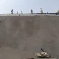 کبوتر طوقی کرمانشاهی