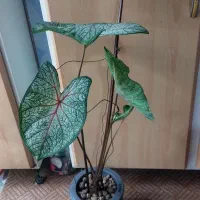 گلهای طبیعی|گل و گیاه طبیعی|یاسوج, |دیوار