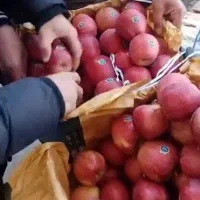 سیب لوکس کوهستانی ارومیه ترگور دربند|خوردنی و آشامیدنی|سیلوانه, |دیوار