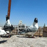 کفتر پنگوئنی کینگ