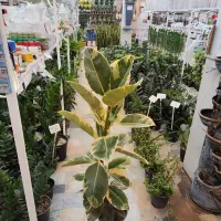 گل آپارتمانی فیکوس بلند زاموفیلیا کوکوپیت قاشقی|گل و گیاه طبیعی|قم, ولیعصر|دیوار