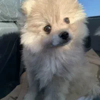 سگ پامر عروسکی