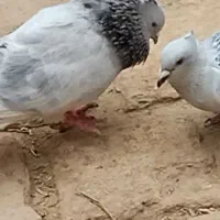 کفتر نر دمسفید کاکل میخ