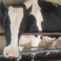 استخدام  کارگر گاوداری