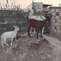 بز سانن