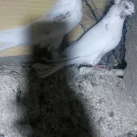 کفتر نقش