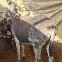 خر یا الاغ کله ی|حیوانات مزرعه|خمینی‌شهر, |دیوار