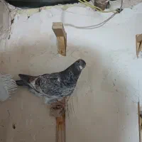 کبوتر|پرنده|مشهد, کلاته برفی|دیوار