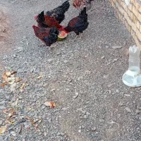 خروس جوان و تخم مرغ نطفه دار