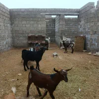 فروش بز گوشتی وداشتی