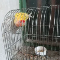 طوطی
