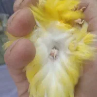 قناری طلایی نر آماده رسمی بلند درشت|پرنده|قدس, شهرقدس|دیوار