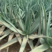 برگ الوراا|عمده‌فروشی|کرج, انبار مپنا|دیوار